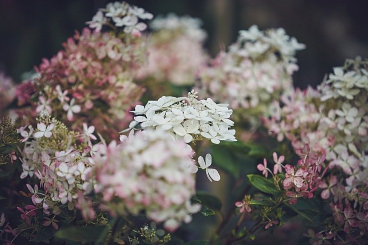wedding photographers at Deer Park Hotel Devon