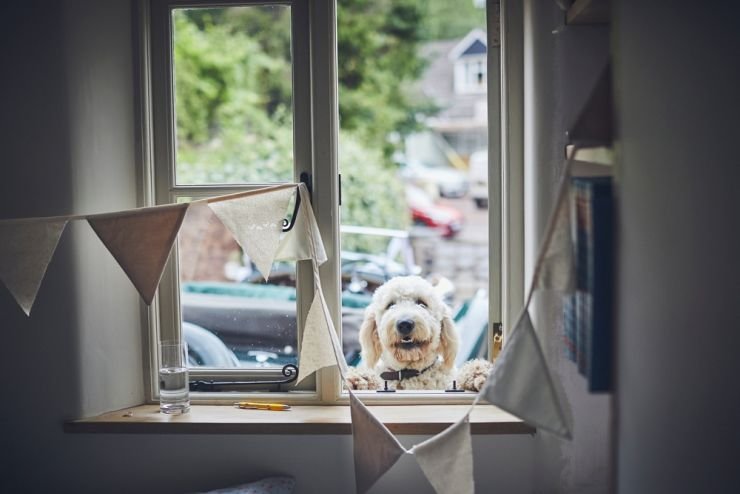 sheep dog looking through window sill before wedding